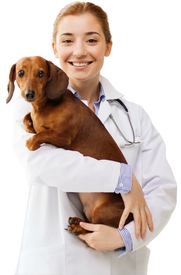Virtual Veterinary Assistant